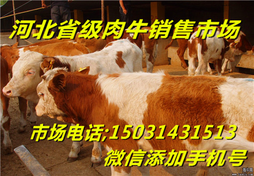 基礎(chǔ)母牛